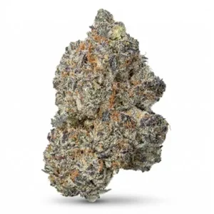 Animal Cookie Indoor