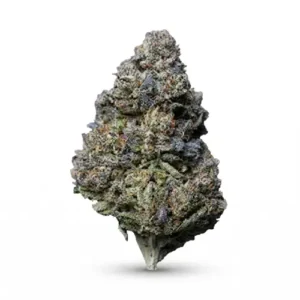 Kush Mintz